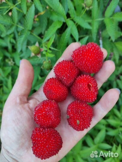 Клубника-малина