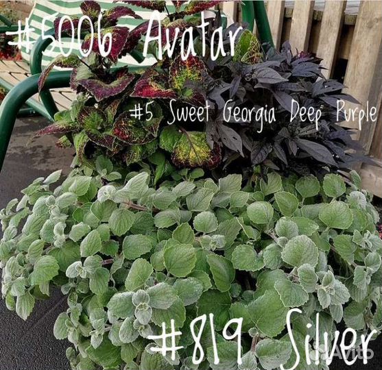 Плектрантус Войлочный Silver