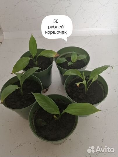 Спатифиллум