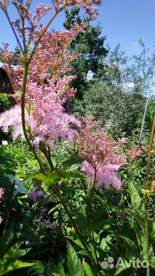 Хоста, лабазник варегатный