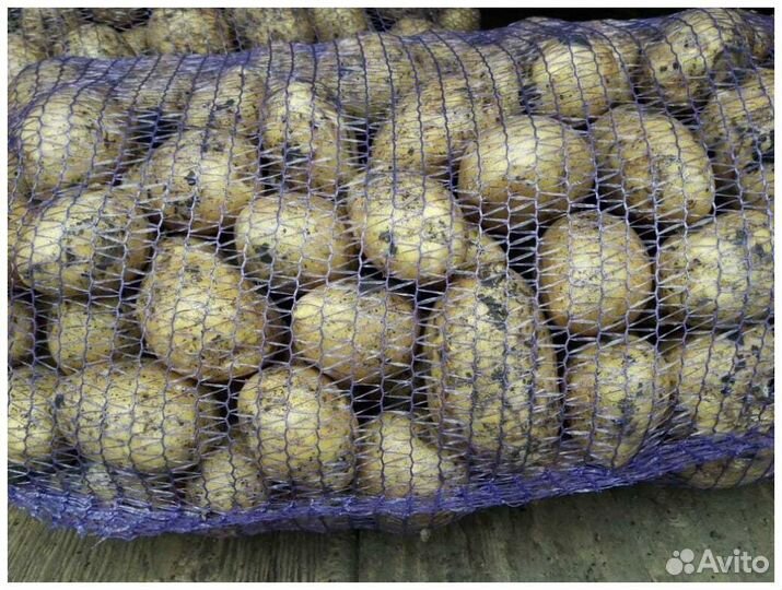 Продам картофель
