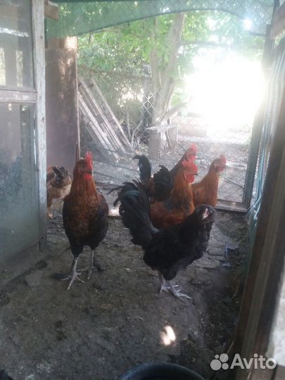 Петушки молодые 5 месяцев