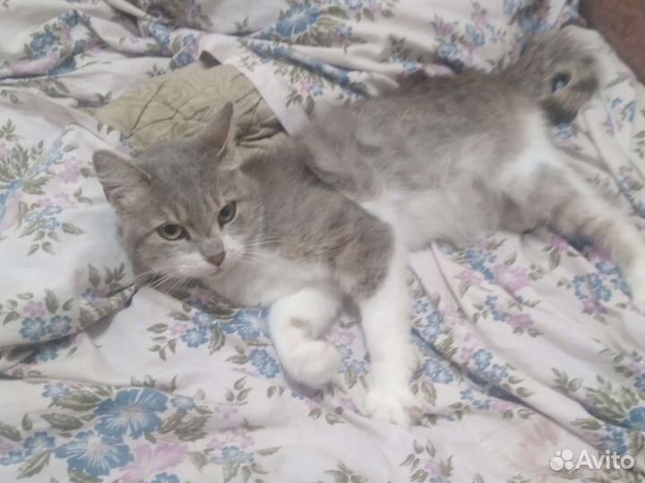 Кошка в добрые руки