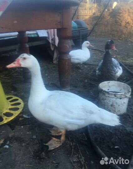 Мускусные утки