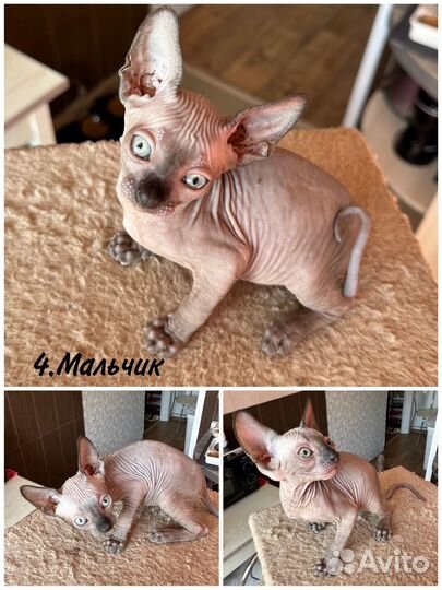 Канадский сфинкс котенок