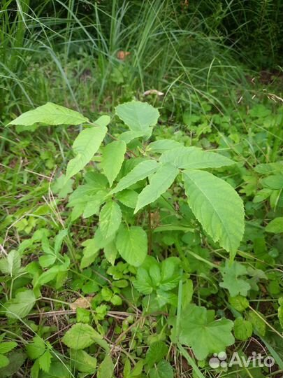 Саженцы манжурского ореха 25-30 см высотой