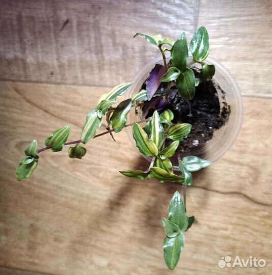 Традесканции, гибазис, рэо