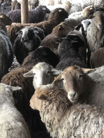 Барашки. Овцы. Ягнята. Бараны