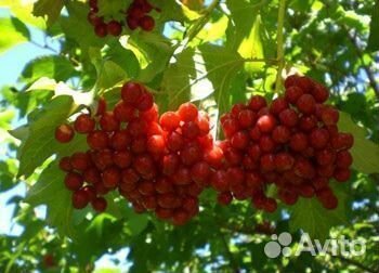 Калина обыкновенная