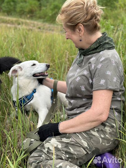 Скромная молоденькая собачка оказалась в приюте