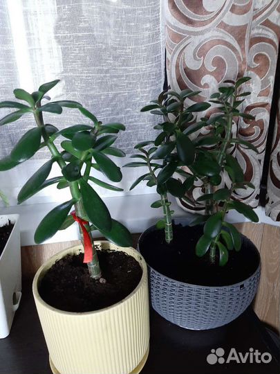 Крассула толстянка