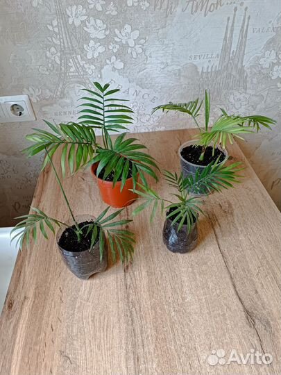 Фикус бенджамина срезы, хамедорея