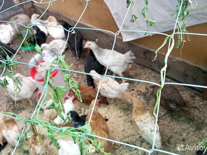 Цыплята петушки