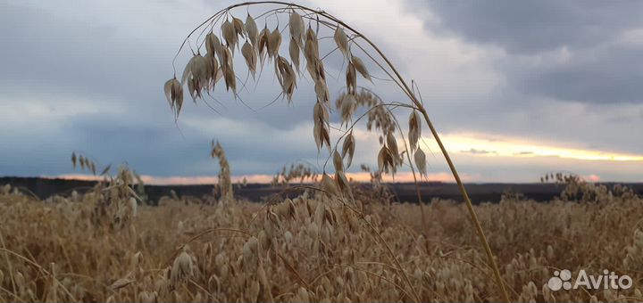 Зерно овес, пшеница, ячмень