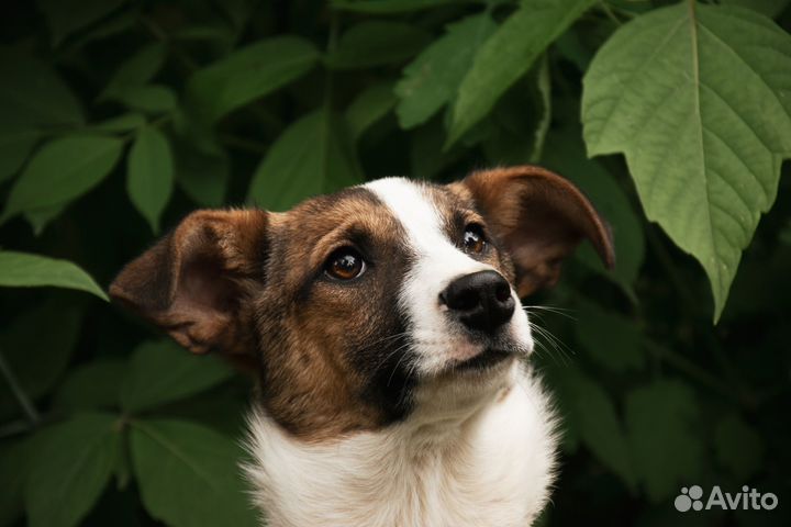 Милый и скромный щенок в добрые руки