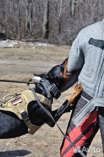Дрессировка собак - окд, зкс, IGP. Тренинг