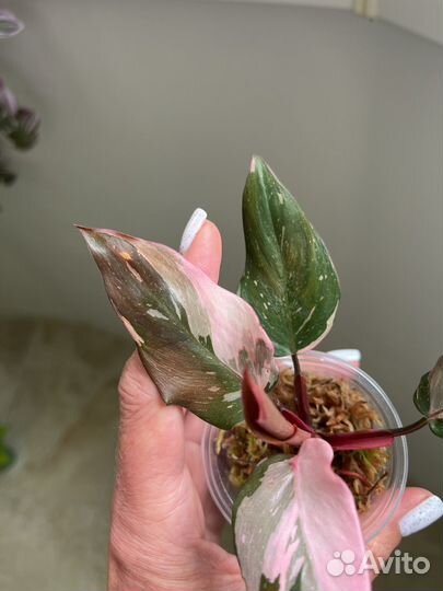 Филодендрон розовая принцесса