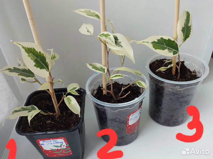 Фикус бенджамина де Гантель