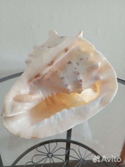 Большая морская раковина