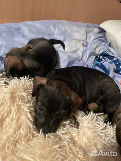 Щенки рет-терьер