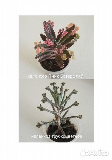 Суккуленты