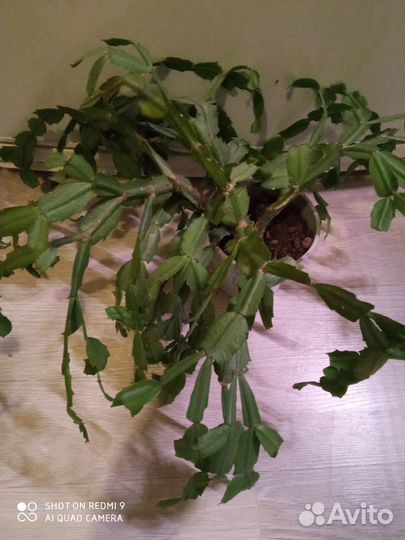 Декабристы розовый и красно-белый + обмен