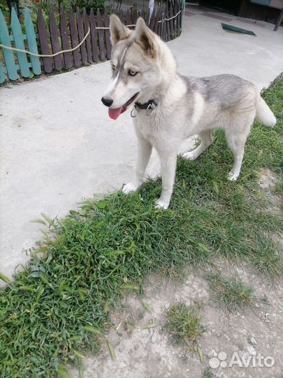 Сибирский хаски