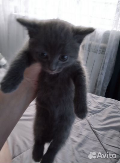 Отдам бесплатно