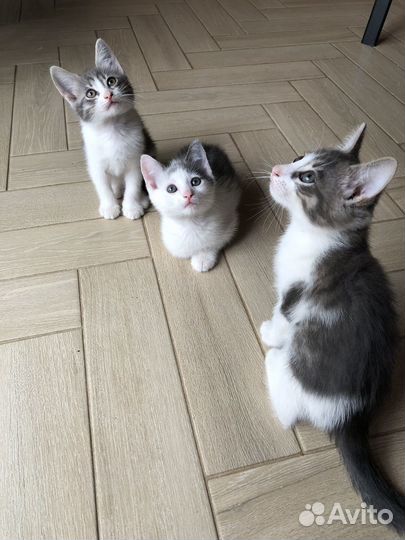 Котята в добрые руки