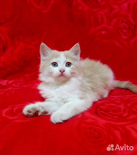 Котёнок ищет дом