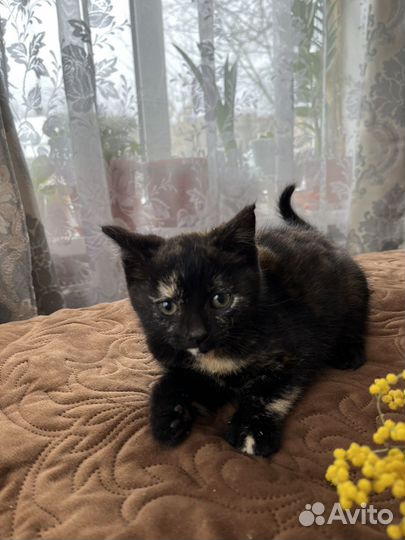 Черный котенок