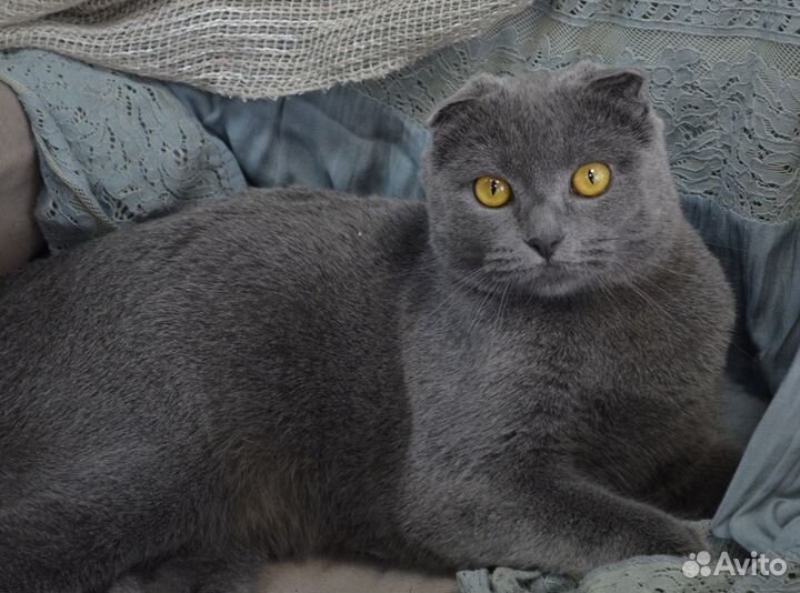 Красавица Мери