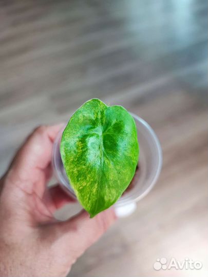 Алоказия Odora Aurea-var.Sabrina,Lukiwan