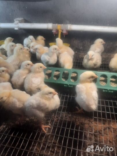 Цыплята бройлеры росс 308