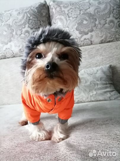 Зимний костюм для собак