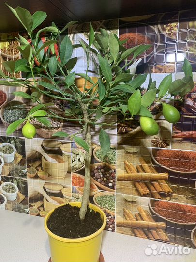 Лимонное дерево с плодами