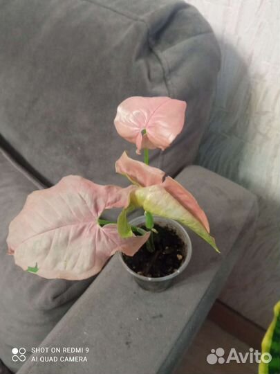 Сингониум неон пинк