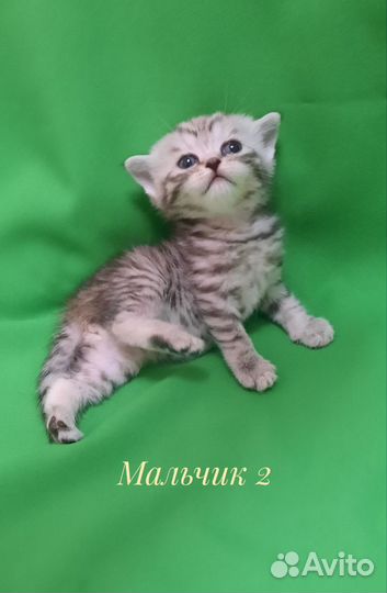 Шотландские котята