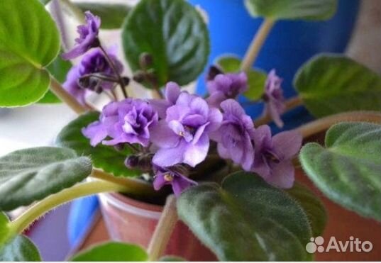 Фиалка Paul Bunyan