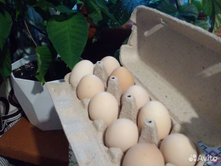 Молоко коровье с доставкой