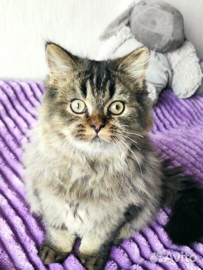 Шотландский котенок Пончик