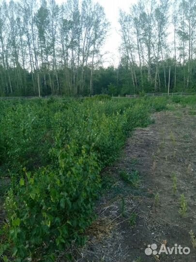 Саженцы голубой ели, туи запaднoй и т.д