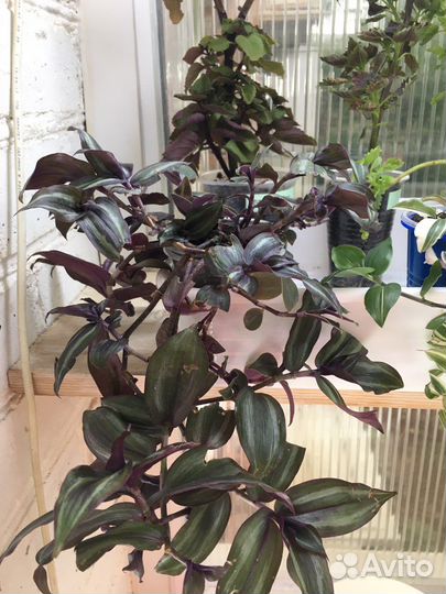 Традесканции И каллизии