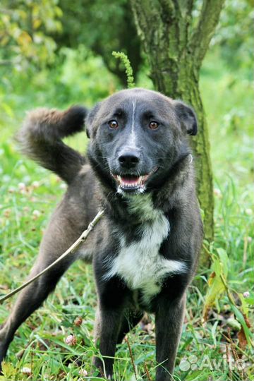 Марли так хочет быть любимым