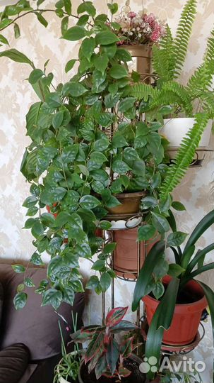 Комнатные цветы