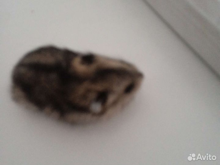 Хомяки джунгарики