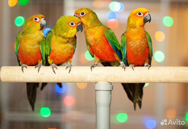 Аратинга попугай