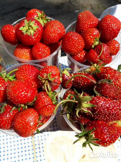 Рассада клубники 20 сортов