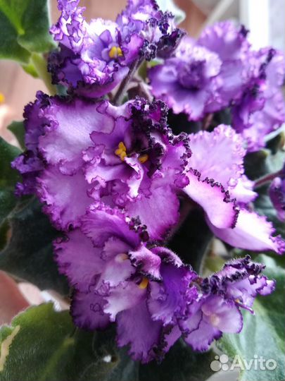 Фиалка сортовая. Пермь, п.Ферма, п.Горный,с.Фролы