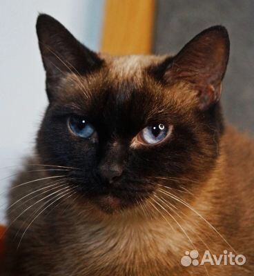 Тайская кошка бесплатно